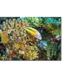 Freckled Hawkfish perched within an array of colourful corals