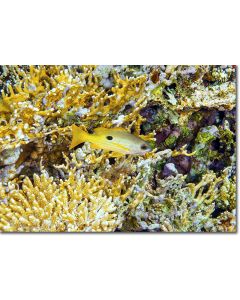 Blackspot Snapper by Golden Coral Lattice
