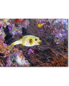 Blackspotted Puffer peeping out from a coral nook