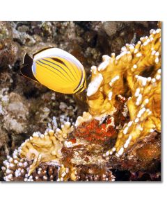 Butterflyfish feeding on fire coral polyps