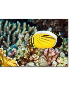 Blacktail Butterflyfish swimming by Fire Coral