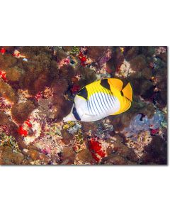 Blackwedged Butterflyfish feeding by a decorative reef