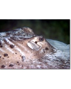 Blotched Fantail Ray - Eye of a Ray