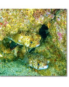 Blotched Porcupinefish peeping out from a jewelled crevice