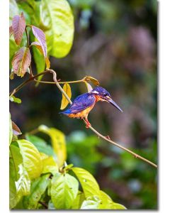 Kingfisher perched in the rainforest foliage