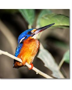 Blue-eared Kingfisher by a river in Borneo