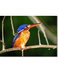 Blue-eared Kingfisher lit by the sunset