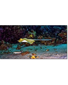 Enhanced image of a Blue spotted ribbontail ray streaking by a coral reef