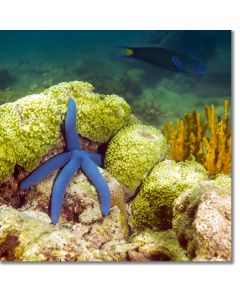 Blue Starfish chilling out on the reef