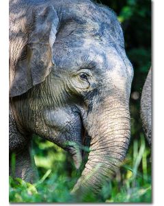 Borneo Elephant grazing in the rainforest