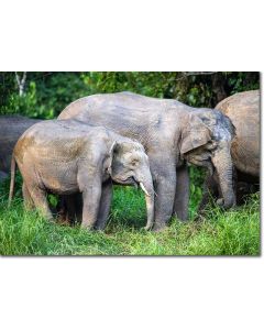 Borneo Elephant calf on a rainforest riverbank