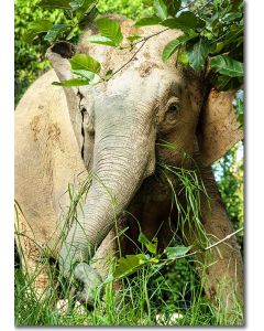 Pygmy Elephant peeping out from the rainforest