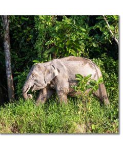 Elephant strolling by a rainforest riverbank