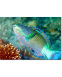 Bridled Parrotfish displaying its rainbow of colours