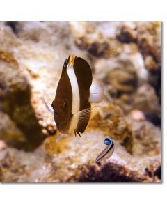 Pyramid Butterflyfish waiting at a cleaning station
