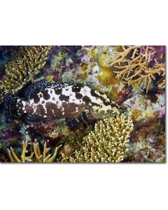 Camouflage Grouper blending into the reef drop-off
