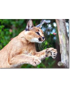 Concentration - amazing skill of a Caracal