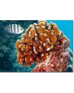 Cauliflower coral guarded by a Scissortail Sergeant