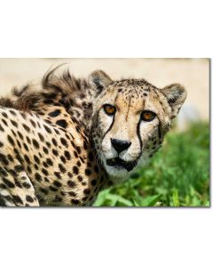 Stealthy Cheetah