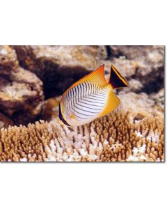 Chevron Butterflyfish nibbling polyps from a Table Coral