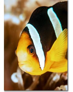 Chocolate Clownfish (anemonefish) peeping out