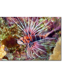 Clearfin Lionfish Close-up