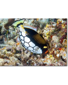 Clown Triggerfish nibbling corals dappled with colours