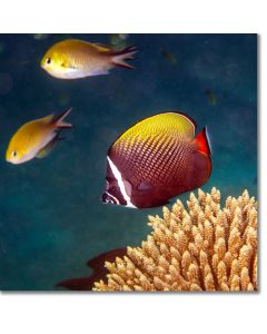 Collared Butterflyfish swimming by corals