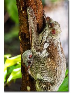 Colugo baby peeping out from its mothers pouch