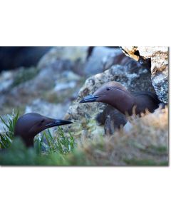 Guillemots residing on a cliff face, incubating their egg
