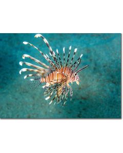 Ethereal Lionfish floating gracefully in crystal waters