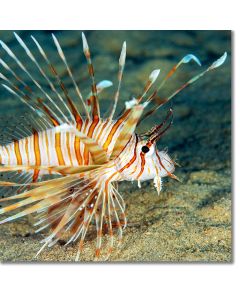 Close-up of a Lionfish