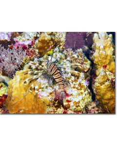 Lionfish with gossamer fins nestled among kaleidoscopic corals