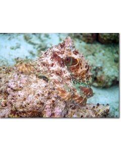 Octopus emulating the corals with perfect camoflage