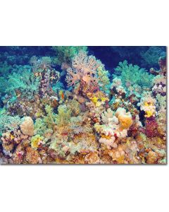 Finger coral sky-craper dominating a garden of corals
