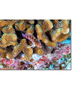 Coral Hawkfish perched within Cauliflower Coral