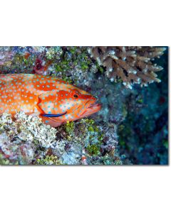 Coral Hind (blue-spotted rock cod) hiding amid the reef