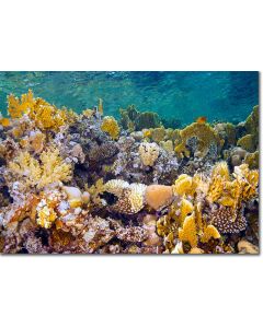 Coral reef metropolis - shimmering city of golden corals