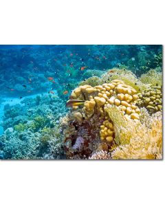 Coral reef surrealism - artistry under the sea