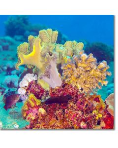 Red and Yellow Corals springing from the seabed