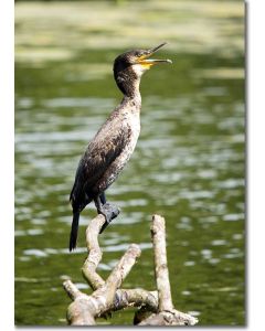 Great Cormorant squawking by a river's edge