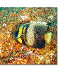 Cortez Angelfish feeding along the reef substrate