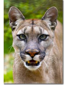 Cougar - predatory eyes