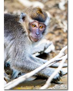 Crab-eating Macaque with striking amber eyes