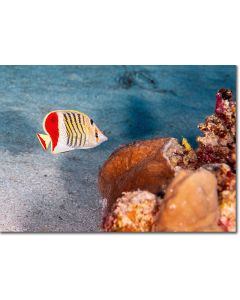 Crown Butterflyfish watched by a minute Goby