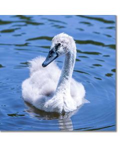 Mute Swan Cygnet paddling in an azure blue lake