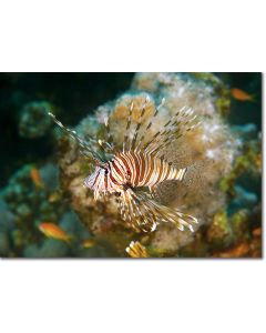 Devil Firefish (lionfish)meandering along the deep corals