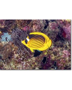 Diagonal butterflyfish being cleaned by a wrasse