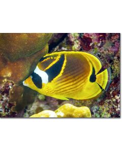 Raccoon Butterflyfish by golden hued corals