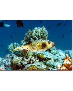 Enhanced image featuring a Dog-faced Puffer hovering over the reef